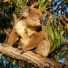 Koala - Phascolarctos cinereus 4444